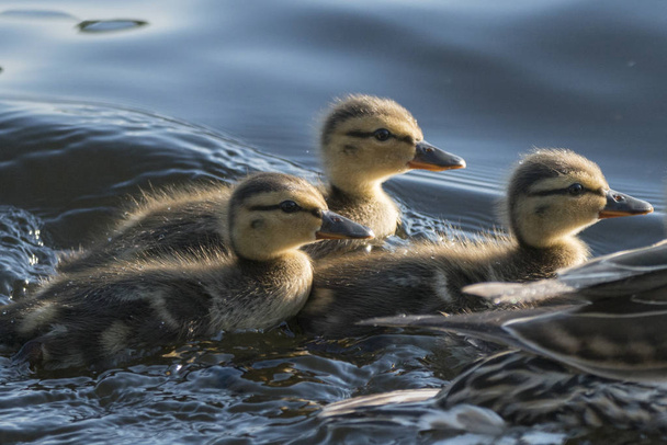 Zbliżenie: kaczka z ducklings pływanie w jeziorze, Lake of The Woods, Ontario, Kanada - Zdjęcie, obraz
