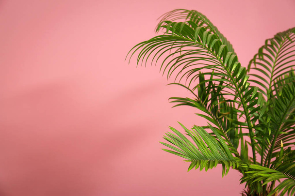 Tropical palm tree with green leaves on color background - Fotografie, Obrázek