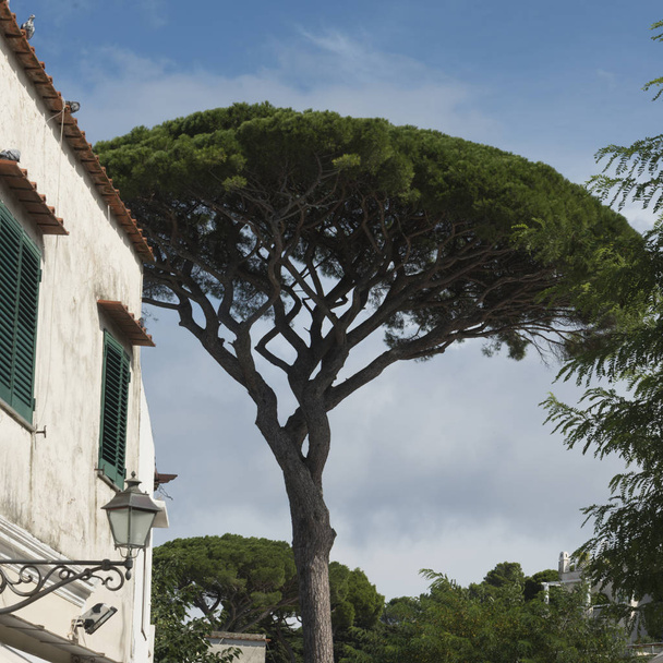 Tree by house against sky, Capri, Campania, Italy - Foto, afbeelding