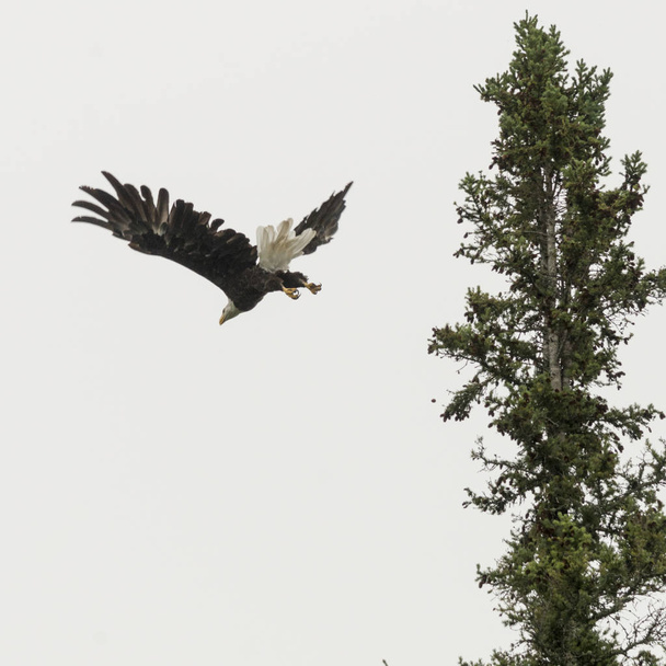 Vista en ángulo bajo del vuelo del águila, Lago de los Bosques, Ontario, Canadá
 - Foto, Imagen