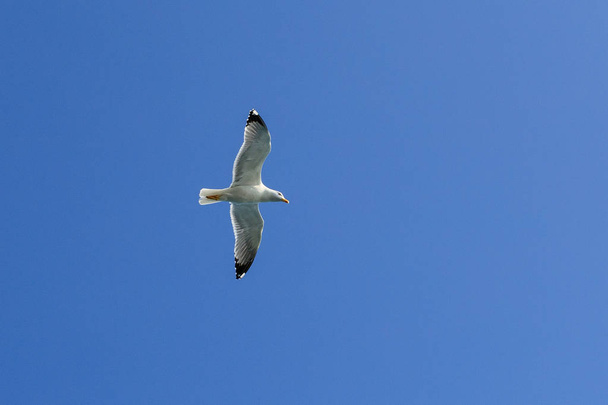 seagull in flight - Liguria - Foto, imagen