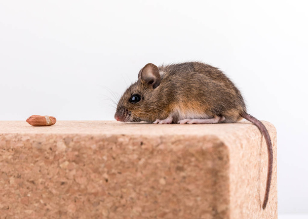 Μερική άποψη του ένα χαριτωμένο ποντίκι ξύλο, Apodemus sylvaticus, κάθεται σε ένα τούβλο φελλού με ανοιχτόχρωμο φόντο, εισπνοή μερικές φιστίκια - Φωτογραφία, εικόνα