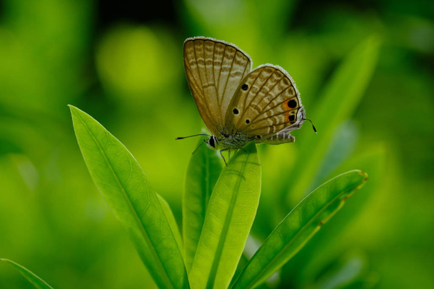 Motýl  - Fotografie, Obrázek