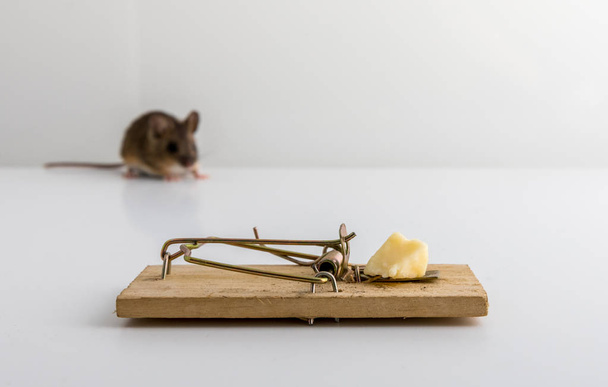 Piège à souris avec appât au fromage, et une petite souris des bois, Apodemus sylvaticus, hors foyer en arrière-plan
, - Photo, image