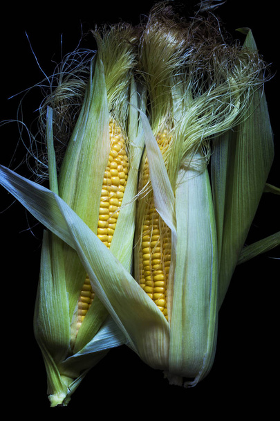 Cob de maïs
  - Photo, image