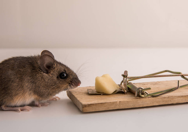 Ξύλο ποντίκι, Apodemus sylvaticus, ρουθούνισμα για το τυρί δόλωμα στην παγίδα ποντίκι - Φωτογραφία, εικόνα