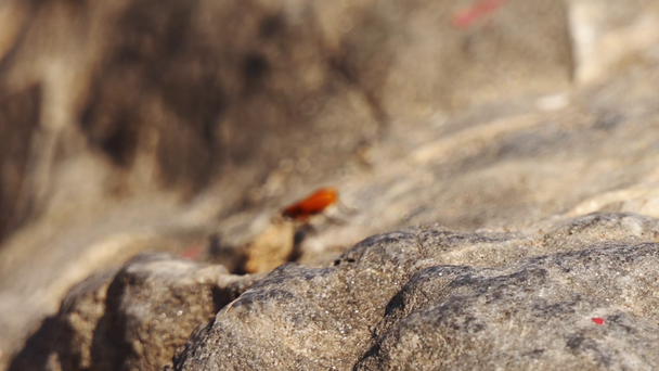Nimf van Firebug beren droge bloem. Firebug, Pyrrhocoris apterus, is gemeenschappelijk insect van de familie Pyrrhocoridae. Gemakkelijk herkenbaar vanwege haar opvallende rode en zwarte kleuring. - Video
