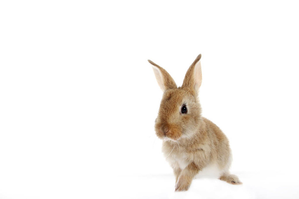Пасхальный кролик изолирован на белом фоне
. - Фото, изображение