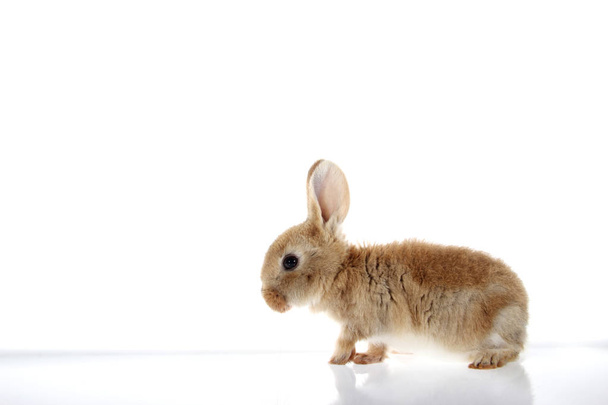primo piano di un giovane coniglio domestico isolato su sfondo bianco
. - Foto, immagini