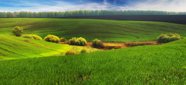 spring field. picturesque hilly field. agricultural field in spring - Photo, Image