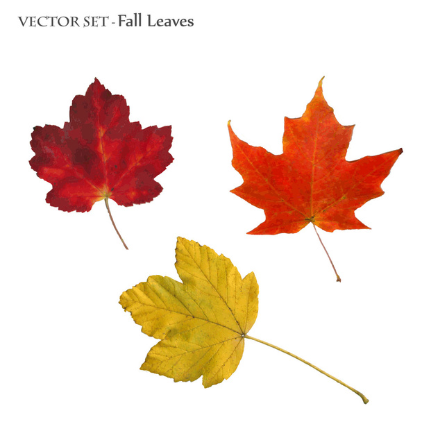Őszi levelek - Vektor, kép