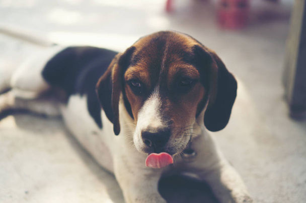 3 měsíční čisté plemeno beagle štěně na šedé obrazovce - Fotografie, Obrázek