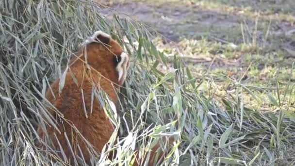 Roter Panda (ailurus fulgens), auch Kleiner Panda, Rote Bärenkatze und Roter Katzenbär genannt, ist im östlichen Himalaya und im südwestlichen China beheimatet.. - Filmmaterial, Video