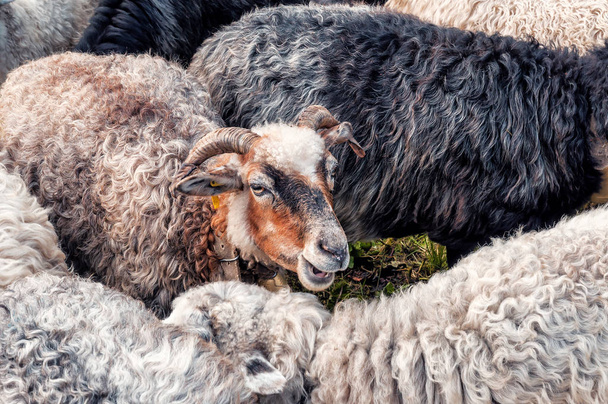 aranyos élő juh állomány - Fotó, kép