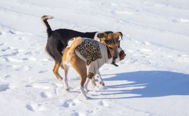 Musta sekoitettu rotu naaras koira puree Basenji kaulaan pelatessaan talvella lunta
 - Valokuva, kuva
