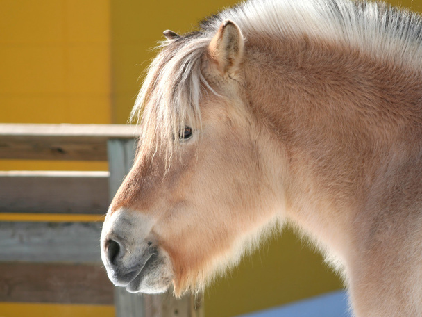 Cute Little Pony - Photo, Image