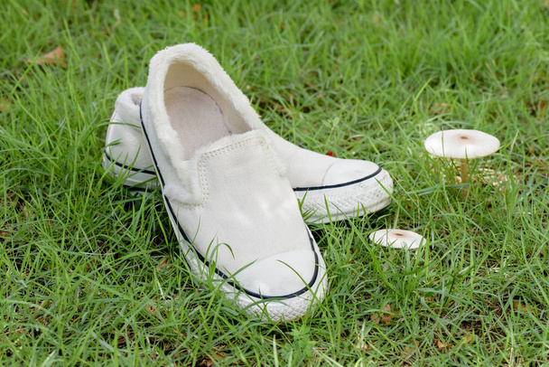 Beyaz canvas spor ayakkabı - Fotoğraf, Görsel