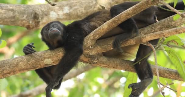 Mantled Howler Monkey, Alouatta palliata, in Costa Rica 4K - Materiał filmowy, wideo