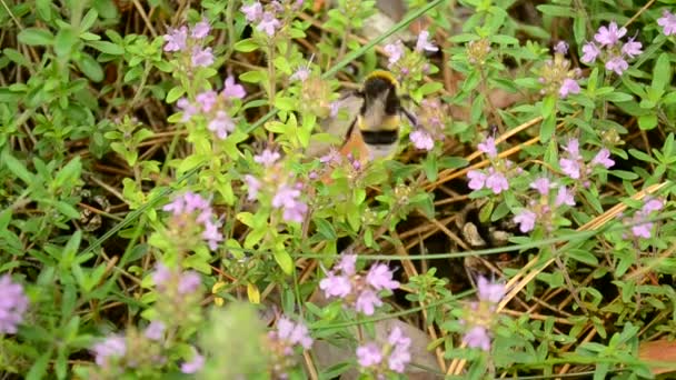 Mehiläinen kerää siitepölyä luonnonvaraisista timjamin kukista
 - Materiaali, video