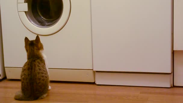 Nuori harmaa ja valkoinen kissa kellot työskentely valkoinen pesukone
 - Materiaali, video