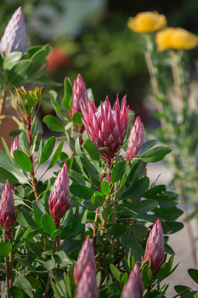 Koning Protea: Mooie Protea Cynaroides bloem Close-up - Foto, afbeelding