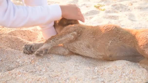 Dívka hladí štěně na písečné pláži v létě - Záběry, video