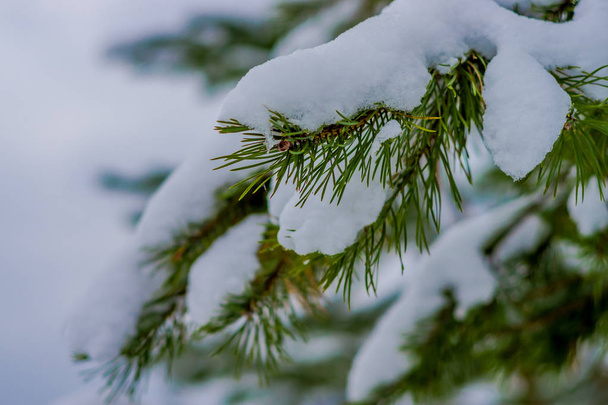 Close up of selective focus of green branches of pine covered with snow inside the pine forest in Norway - Foto, imagen