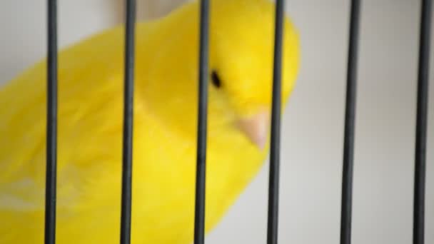 Pájaro amarillo en una jaula
 - Metraje, vídeo