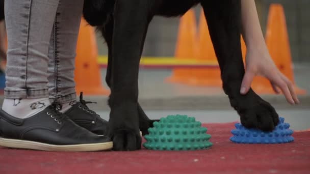 Cynologist put dogs paws at special balls for training balance - Filmati, video