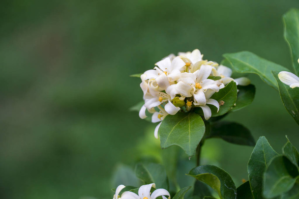 Flor blanca de cerca, flor de jessamina naranja, Murraya paniculata es una planta tropical, siempreverde nativa del sudeste asiático, Las flores de la planta durante todo el año
. - Foto, Imagen