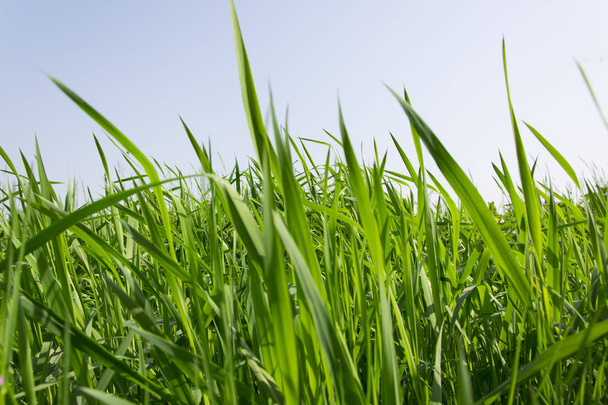 Green grass over a blue sky - Valokuva, kuva