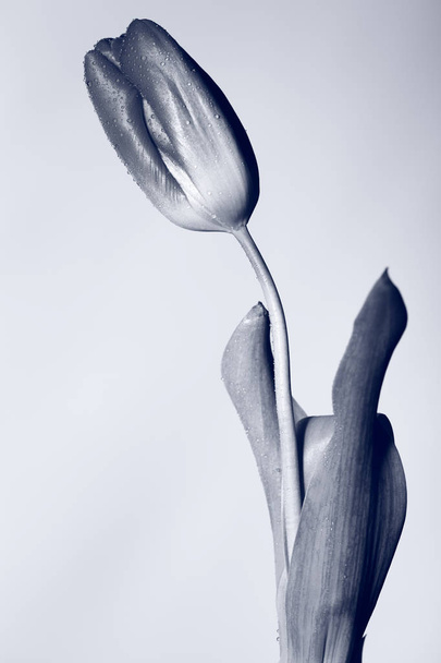 Creatieve zwart / wit foto van een bloem - Foto, afbeelding