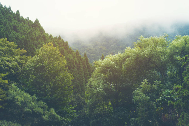 Japonya, vintage filtre görüntü tropikal orman - Fotoğraf, Görsel