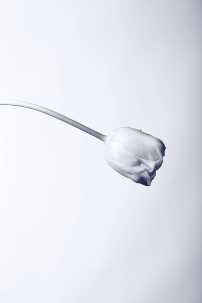 Δημιουργική μαύρο και άσπρο φωτογραφία από ένα λουλούδι - Φωτογραφία, εικόνα