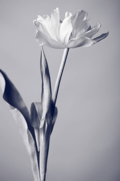 Creative black and white photo of one flower - Фото, зображення