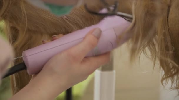Process of shaving fur of cocker spaniel - Materiał filmowy, wideo