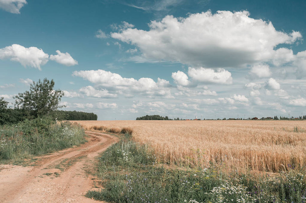 Chemin de terre. Champ de blé d'or panorama avec arbre le jour de l'été, campagne rurale. Ciel ensoleillé et bleu
. - Photo, image