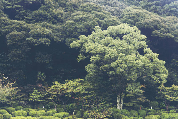 foresta in Giappone con luce del sole mattutina, foresta tropicale
 - Foto, immagini
