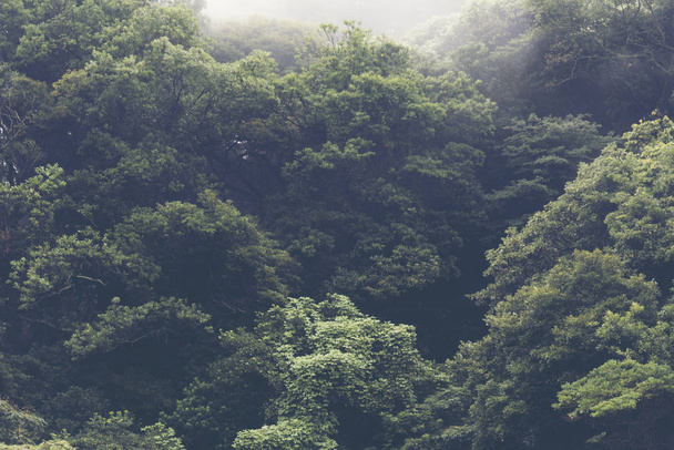 Tropical forest with fog in the morning, Japan - Фото, изображение