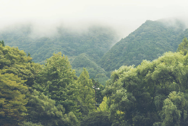朝日、熱帯林と日本の森林 - 写真・画像