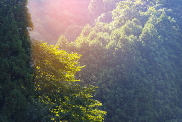 Sabah güneş ışığı ile Japonya'da orman, tropikal orman - Fotoğraf, Görsel