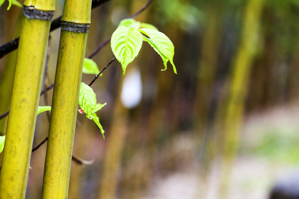 Bosque de bambú
 - Foto, Imagen
