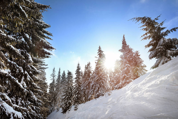 Fir trees covered with snow in coniferous forest on winter day - Φωτογραφία, εικόνα