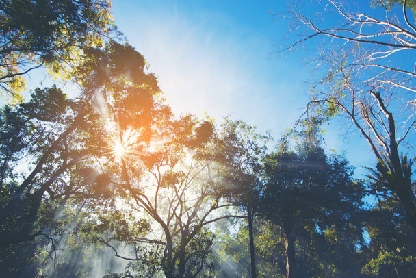 熱帯大木の熱帯雨林での朝の日の出 - 写真・画像