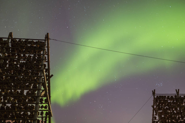 Bastidores con cabezas de bacalao secas con aurora boreal, luces del norte
 - Foto, imagen