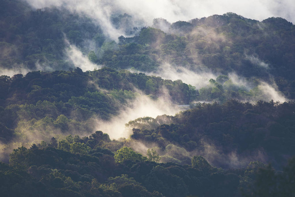 tropikal yağmur ormanları, sanat eserleri veya arka plan için kullanın - Fotoğraf, Görsel