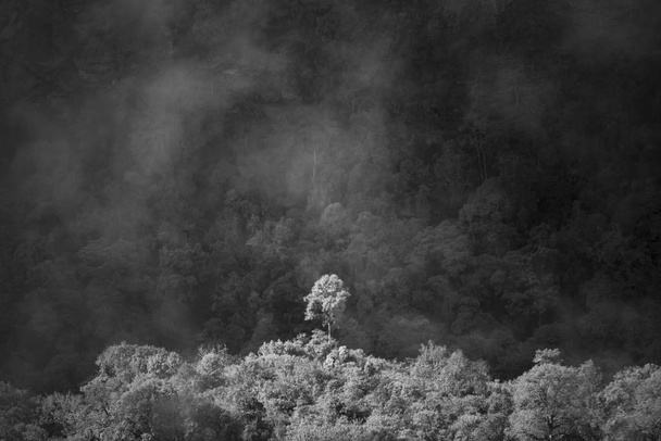 Floresta preta e branca - Foto, Imagem
