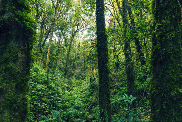 tropisch bos in groene kleur toon proces filter - Foto, afbeelding