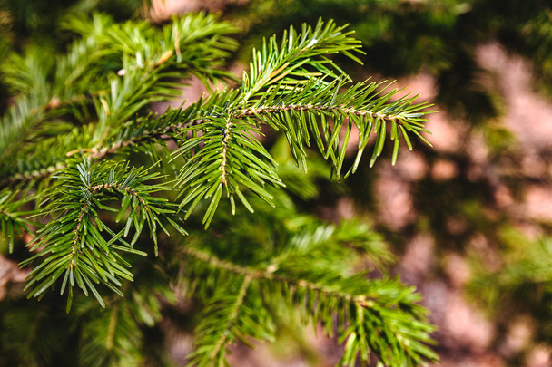Fir tree branch close up in forest, blurred background - 写真・画像