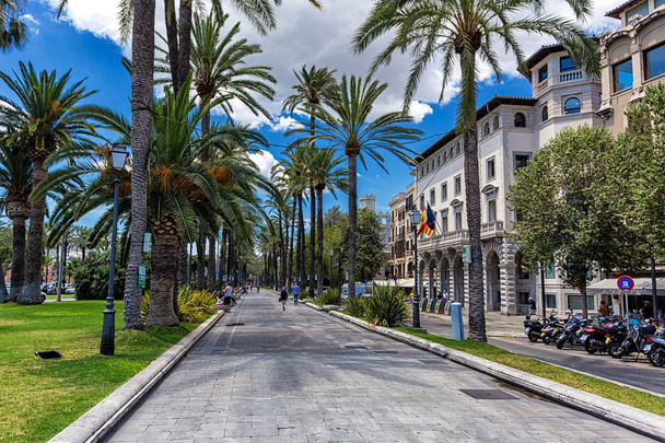 Street of Palma de Mallorca with lots of palms and historical buildings - Fotoğraf, Görsel
